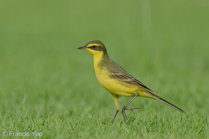 Eastern Yellow Wagtail-240413-224MSDCF-FYP00030-W.jpg