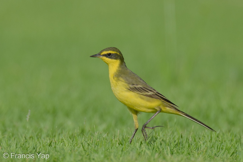 Eastern_Yellow_Wagtail-240413-224MSDCF-FYP00030-W.jpg