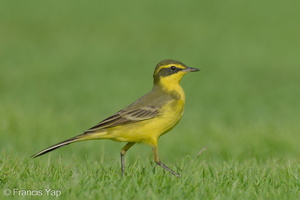 Eastern Yellow Wagtail-240413-224MSDCF-FYP00717-W.jpg