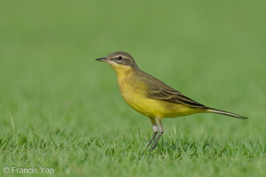 Eastern Yellow Wagtail-240413-224MSDCF-FYP01124-W.jpg