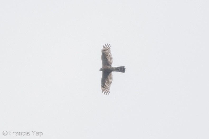Eurasian_Sparrowhawk-171126-106ND500-FYP_0217-W.jpg