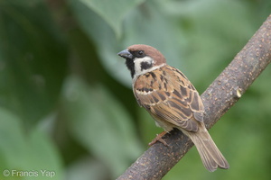 Eurasian Tree Sparrow-170218-109EOS1D-F1X28616-W.jpg