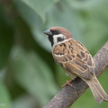 Eurasian_Tree_Sparrow-170218-109EOS1D-F1X28616-W.jpg