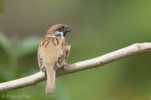 Eurasian Tree Sparrow-210303-101MSDCF-FRY05601-W.jpg