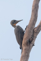 Great Slaty Woodpecker-180511-109ND500-FYP_6586-W.jpg