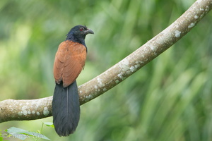 Greater Coucal-120516-111EOS1D-FYAP1788-W.jpg