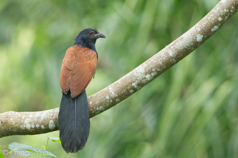 Greater_Coucal-120516-111EOS1D-FYAP1788-W.jpg