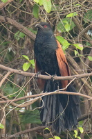 Greater Coucal-210318-105MSDCF-FRY00110-W.jpg