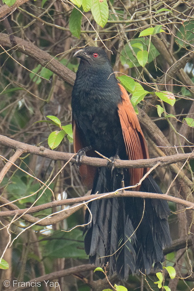 Greater_Coucal-210318-105MSDCF-FRY00110-W.jpg