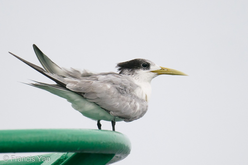 Greater_Crested_Tern-201018-120MSDCF-FYP00338-W.jpg