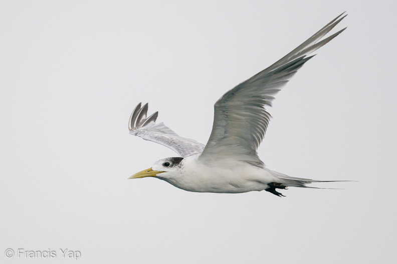 Greater_Crested_Tern-201018-120MSDCF-FYP01258-W.jpg