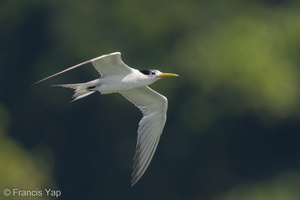 Greater Crested Tern-210809-118MSDCF-FRY00750-W.jpg