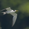 Greater_Crested_Tern-210809-118MSDCF-FRY00750-W.jpg