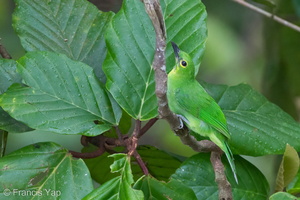 Greater Green Leafbird-110512-102EOS1D-FYAP7514-W.jpg