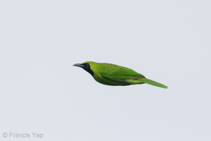 Greater Green Leafbird-201120-124MSDCF-FYP09644-W.jpg