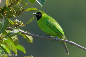 Greater Green Leafbird-211126-129MSDCF-FRY03817-W.jpg