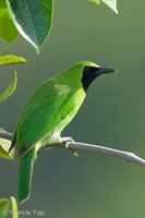 Greater Green Leafbird-211126-129MSDCF-FRY03888-W.jpg