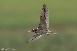 Greater Painted-snipe-210605-112MSDCF-FRY03278-W.jpg