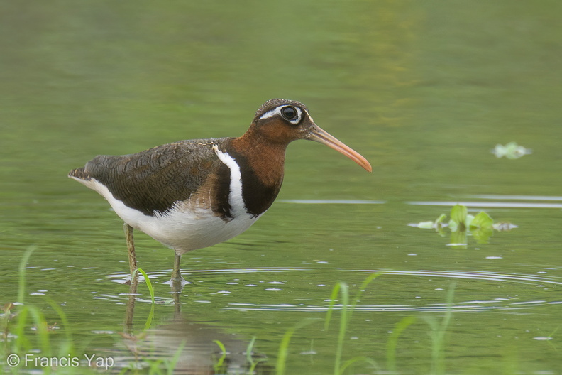 Greater_Painted-snipe-220207-140MSDCF-FRY00153-W.jpg