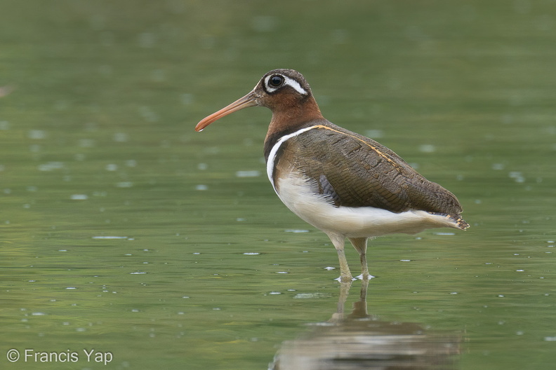 Greater_Painted-snipe-220207-140MSDCF-FRY00672-W.jpg