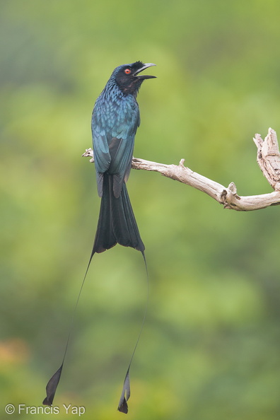 Greater_Racket-tailed_Drongo-130328-106EOS1D-FY1X0385-W.jpg