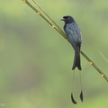 Greater_Racket-tailed_Drongo-201001-102CANON-FY5R2237-W.jpg