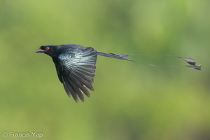 Greater Racket-tailed Drongo-230106-163MSDCF-FYP02967-W.jpg