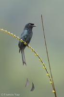Greater Racket-tailed Drongo-231129-211MSDCF-FYP05010-W.jpg