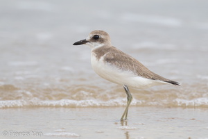 Greater Sand Plover-160822-103EOS1D-F1X27320-W.jpg