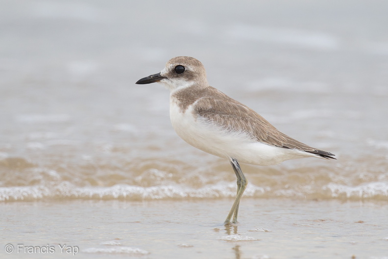 Greater_Sand_Plover-160822-103EOS1D-F1X27320-W.jpg