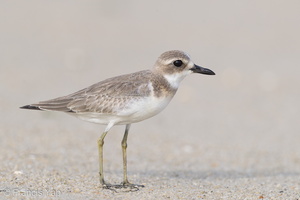 Greater Sand Plover-160919-104EOS1D-F1X24639-W.jpg