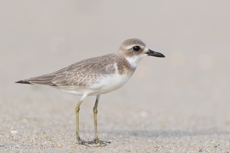 Greater_Sand_Plover-160919-104EOS1D-F1X24639-W.jpg