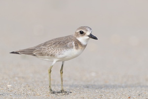 Greater Sand Plover-160919-104EOS1D-F1X24640-W.jpg