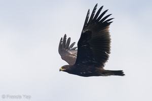 Greater Spotted Eagle-221109-159MSDCF-FYP03233-W.jpg