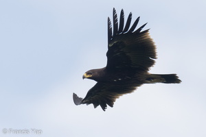 Greater Spotted Eagle-221109-159MSDCF-FYP03245-W.jpg