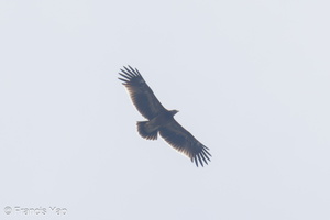 Greater Spotted Eagle-231110-210MSDCF-FYP00588-W.jpg