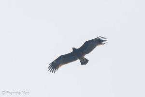Greater Spotted Eagle-231110-210MSDCF-FYP01180-W.jpg