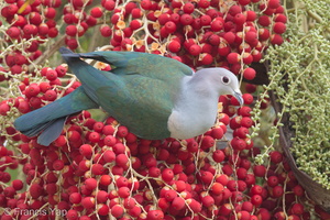 Green Imperial Pigeon-170129-109EOS1D-F1X24742-W.jpg
