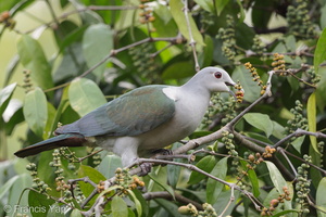Green Imperial Pigeon-201225-105CANON-FY5R3721-W.jpg