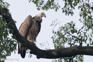 Himalayan Vulture-211229-134MSDCF-FRY07731-W.jpg