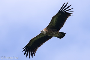 Himalayan Vulture-220119-137MSDCF-FRY00877-W.jpg