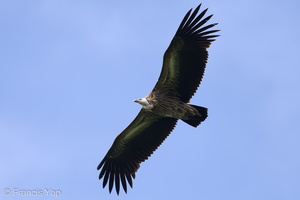 Himalayan Vulture-220119-137MSDCF-FRY01078-W.jpg