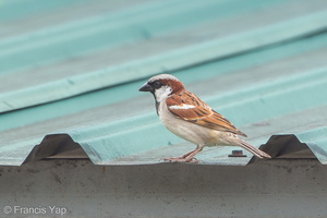 House Sparrow-120213-108EOS1D-FYAP7926-W.jpg