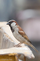 House Sparrow-120213-108EOS1D-FYAP8084-W.jpg