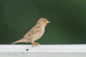 House Sparrow-191116-103MSDCF-FYP08481-W.jpg