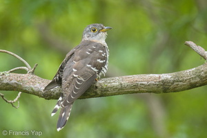 Indian Cuckoo-180103-115EOS1D-F1X28258-W.jpg