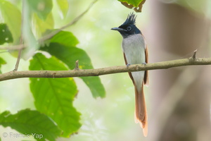 Indian Paradise Flycatcher-180325-108ND500-FYP_8195-W.jpg