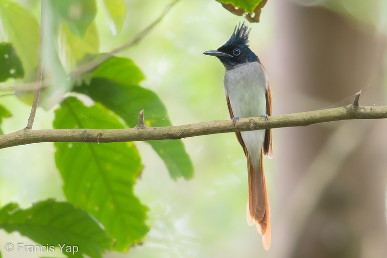 Indian_Paradise_Flycatcher-180325-108ND500-FYP_8195-W.jpg