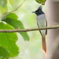 Indian_Paradise_Flycatcher-180325-108ND500-FYP_8195-W.jpg