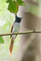 Indian Paradise Flycatcher-180325-108ND500-FYP_8228-W.jpg